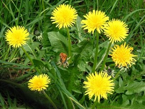 A World Without Dandelions…